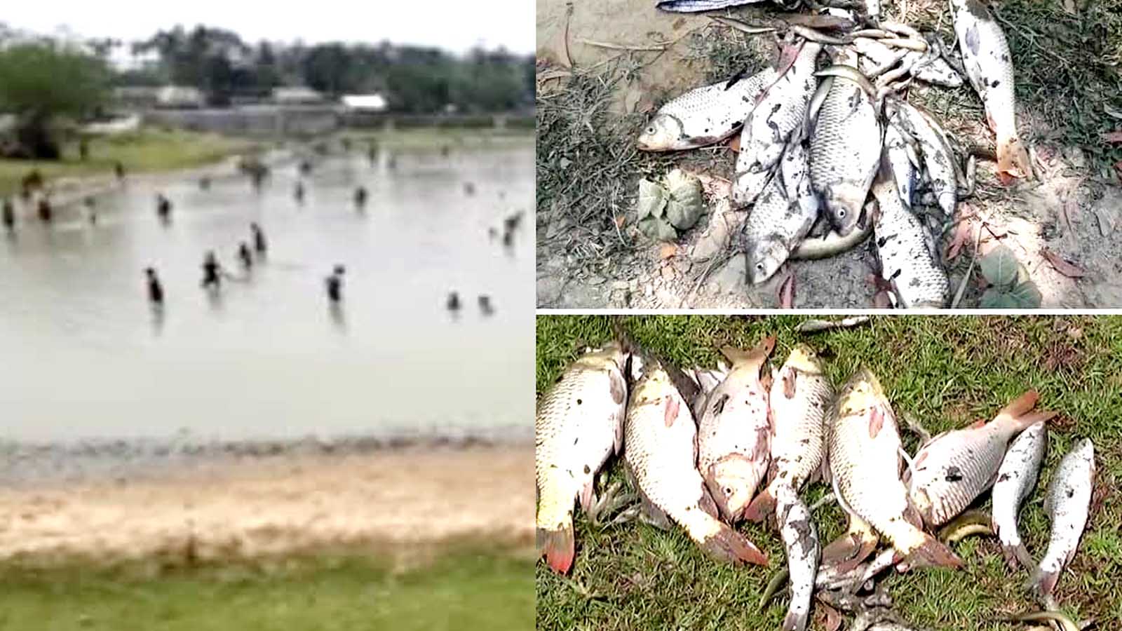 পুকুরে শত্রুদের দেয়া বিষ প্রয়োগে ১৫ লাখ টাকার ক্ষতি নয়াদিল আখাউড়া bissobarta.com