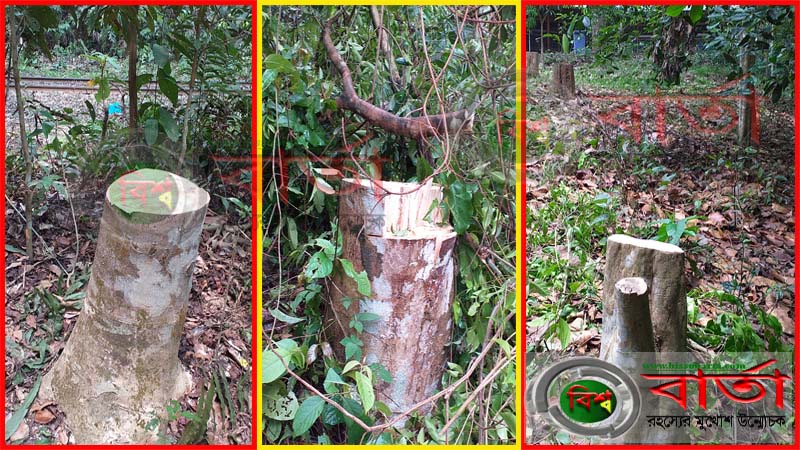 আগর গাছ চুরির তথ্য ফাঁস https://bissobarta.com