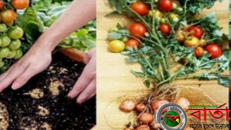বিজ্ঞানীক পদ্ধতিতে একিই গাছের নিচে আলু এবং উপরে টমেটো উৎপাদন bissobarta.com