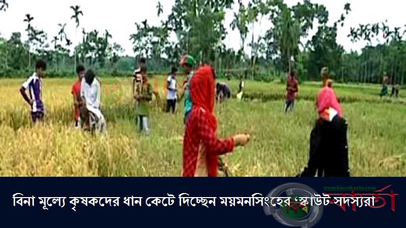 বিনা মূল্যে কৃষকের ধান কেটে দিচ্ছেন ময়মনসিংহের ‘স্কাউট সদস্যরা’ bissobarta.com