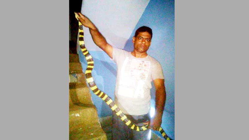 শ্রীমঙ্গলে সাত দিনের ব্যবধানে তিনটি শঙ্খিনী সাপ উদ্ধার শ্রীমঙ্গলে সাত দিনের ব্যবধানে তিনটি শঙ্খিনী সাপ উদ্ধার