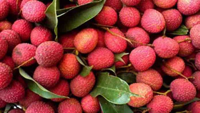 ভারতে লিচু খেয়ে ৫৩ শিশু নিহত