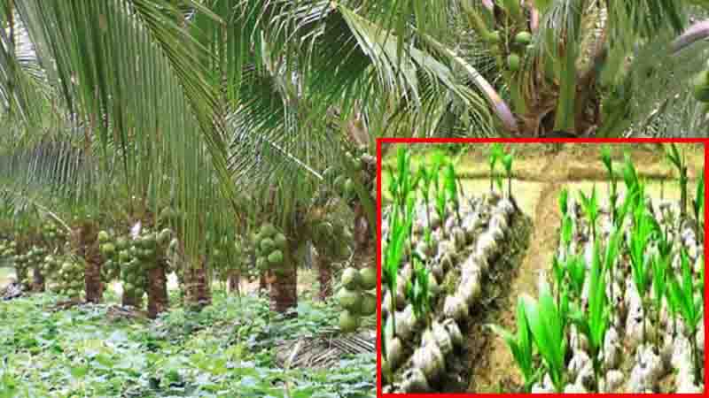 খাটো জাতের হাইব্রিড নারিকেল চাষ খাটো জাতের হাইব্রিড নারিকেল চাষ