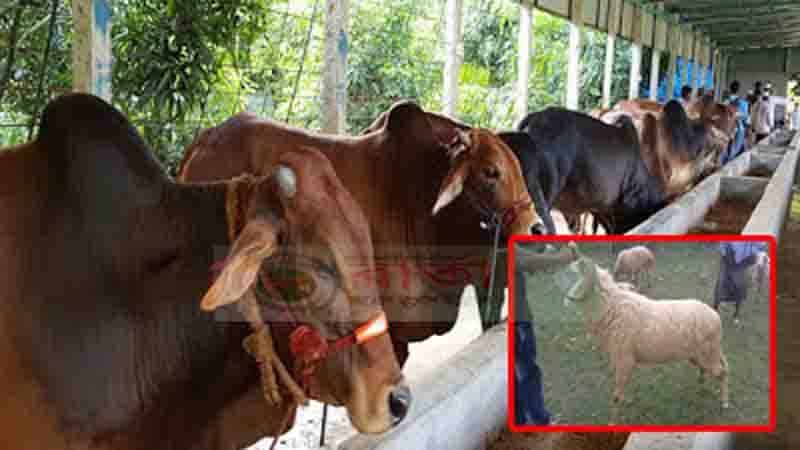 গরুর সাথে একই খামারে পালন করা যাবে গারল প্রজাতির ভেড়া গরুর সাথে একই খামারে পালন করা যাবে গারল প্রজাতির ভেড়া