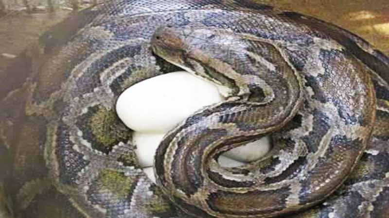 বন্যপ্রাণী সেবা ফাউন্ডেশনে অজগর আবারও ডিম দিয়েছে-শ্রীমঙ্গল বন্যপ্রাণী সেবা ফাউন্ডেশনে অজগর আবারও ডিম দিয়েছে-শ্রীমঙ্গল