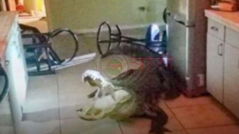 রান্না ঘরে কুমির কি আজব ঘটনা রান্না ঘরে কুমির