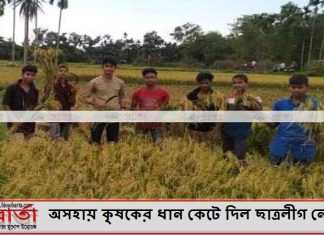অসহায় কৃষকের ধান কেটে দিল ছাত্রলীগ নেতা অসহায় কৃষকের ধান কেটে দিল ছাত্রলীগ নেতা