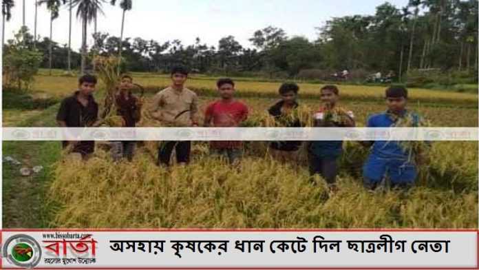 অসহায় কৃষকের ধান কেটে দিল ছাত্রলীগ নেতা