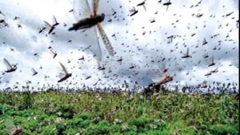 পঙ্গপাল পাকিস্তান থেকে ভারতে ঢুকে পড়েছে পঙ্গপাল পাকিস্তান থেকে ভারতে ঢুকে পড়েছে