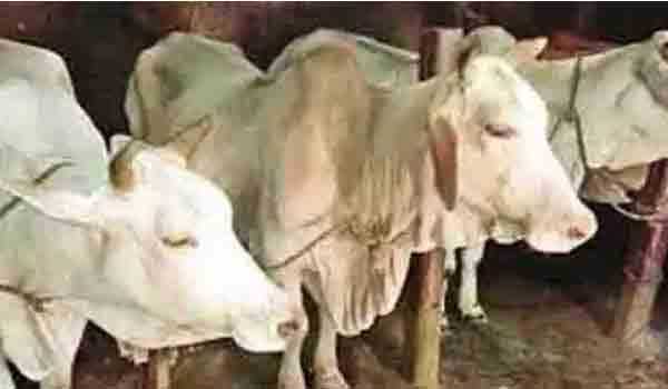 কমলগঞ্জে ২টি চোরাই গরু ও একটি পিকআপসহ ৪ জন আটক কমলগঞ্জে ২টি চোরাই গরু ও একটি পিকআপসহ ৪ জন আটক