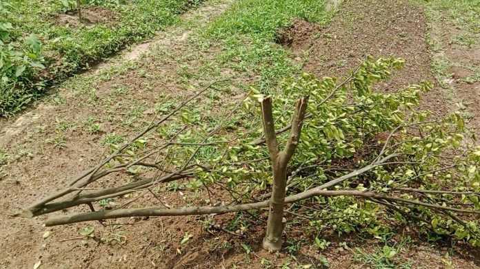 বনবিট কর্মকর্তার নির্দেশে ভিলেজারের গাছ কেটে ভিলেজাকে মারধরের অভিযোগ