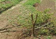 বনবিট কর্মকর্তার নির্দেশে ভিলেজারের গাছ কেটে ভিলেজাকে মারধরের অভিযোগ বনবিট কর্মকর্তার নির্দেশে ভিলেজারের গাছ কেটে ভিলেজাকে মারধরের অভিযোগ