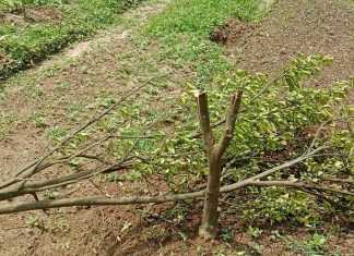 বনবিট কর্মকর্তার নির্দেশে ভিলেজারের গাছ কেটে ভিলেজাকে মারধরের অভিযোগ বনবিট কর্মকর্তার নির্দেশে ভিলেজারের গাছ কেটে ভিলেজাকে মারধরের অভিযোগ