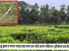 কমলগঞ্জে কুরমা চা বাগানে গাছের চারার বদলে ডাল কেটে রোপণে অভিযোগ: শ্রমিকদের মাঝে উত্তেজনা কমলগঞ্জে কুরমা চা বাগানে গাছের চারার বদলে ডাল কেটে রোপণে অভিযোগ শ্রমিকদের মাঝে উত্তেজনা