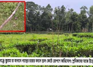 কমলগঞ্জে কুরমা চা বাগানে গাছের চারার বদলে ডাল কেটে রোপণে অভিযোগ: শ্রমিকদের মাঝে উত্তেজনা কমলগঞ্জে কুরমা চা বাগানে গাছের চারার বদলে ডাল কেটে রোপণে অভিযোগ শ্রমিকদের মাঝে উত্তেজনা