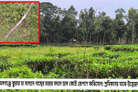 কমলগঞ্জে কুরমা চা বাগানে গাছের চারার বদলে ডাল কেটে রোপণে অভিযোগ: শ্রমিকদের মাঝে উত্তেজনা কমলগঞ্জে কুরমা চা বাগানে গাছের চারার বদলে ডাল কেটে রোপণে অভিযোগ শ্রমিকদের মাঝে উত্তেজনা